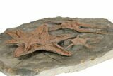 Fantastically Prepared Fossil Starfish & Brittle Stars #196770-5